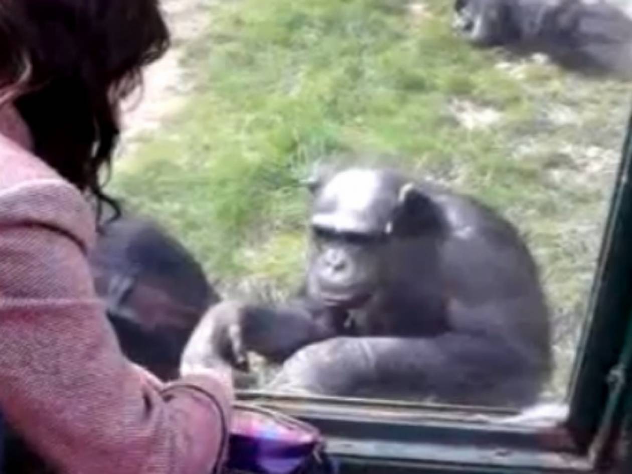 Βίντεο: Καλύτερα να μην νευριάσεις αυτόν τον χιμπατζή γιατί…