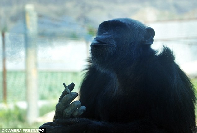 Βίντεο: Χιμπατζής καπνίζει και πίνει μπύρες!