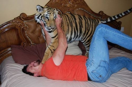 Αυτά παθαίνεις όταν έχεις για κατοικίδιο μια τίγρη! (pics)