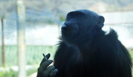 Ο χιμπαντζής που πίνει μπύρες και καπνίζει 