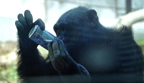 Ο χιμπαντζής που πίνει μπύρες και καπνίζει 