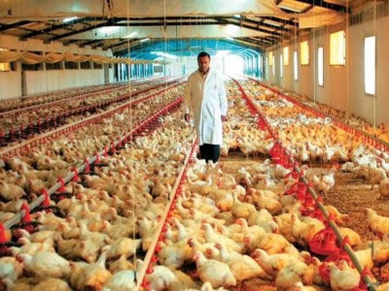 Ο καύσωνας στοίχισε τη ζωή σε 5.000 κότες