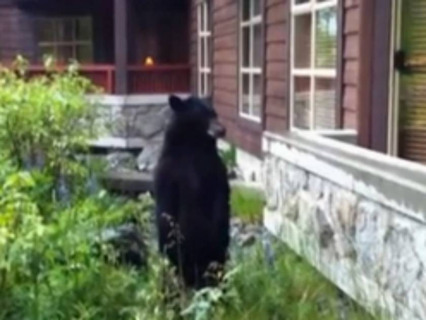Βίντεο: Ένας τρελός κυνηγάει μια αρκούδα!