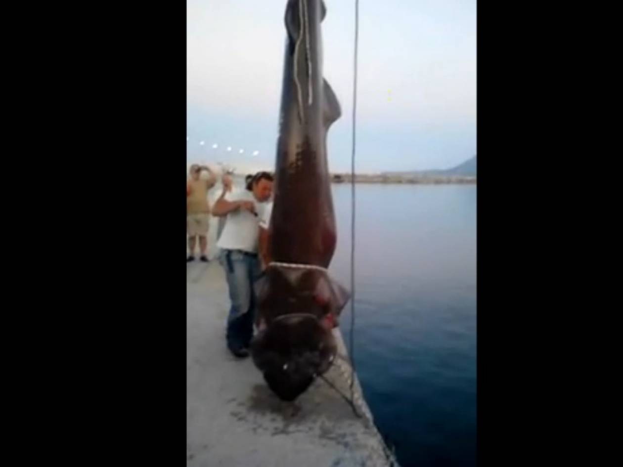 Βίντεο: Καρχαρίας 6 μέτρων στην Κύμη!