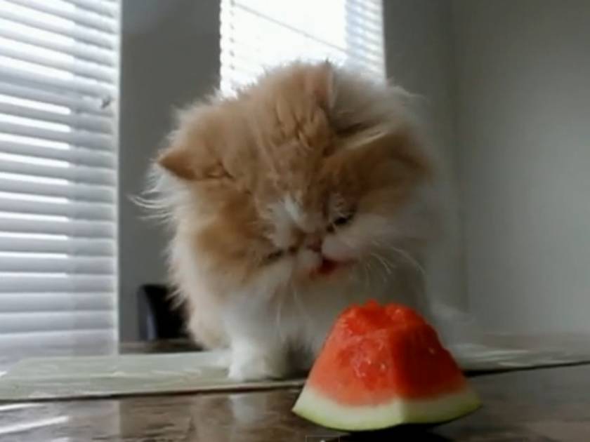 Βίντεο: Ένας γάτος είναι... εθισμένος στο καρπούζι!