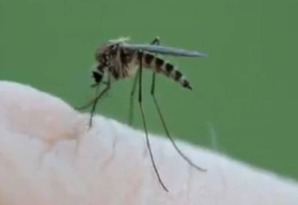 Βίντεο: Δείτε πως ρουφάει ένα κουνούπι το αίμα σας