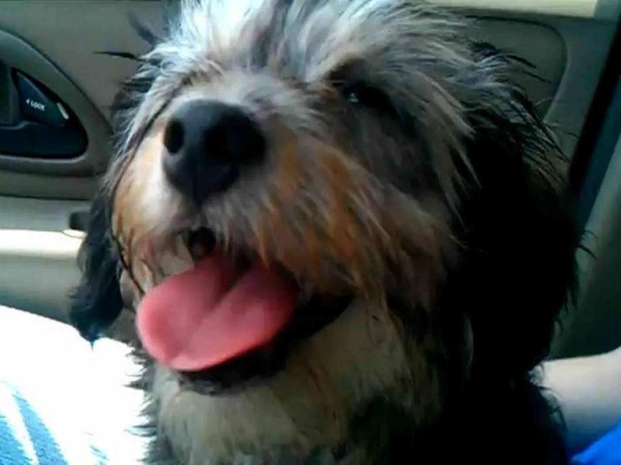 Βίντεο: O σκύλος που λατρεύει το κλιματιστικό!