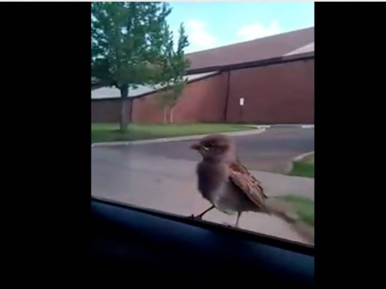 Βίντεο: Πουλί-λαθρεπιβάτης ταξιδεύει με αυτοκίνητο!