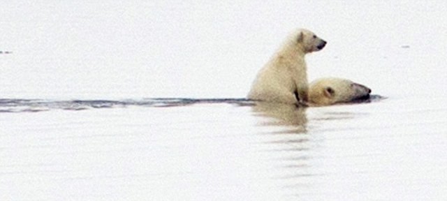 Αρκούδα κολυμπά με το μωρό της στην πλάτη (pics)   