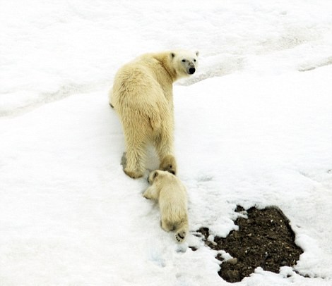 Αρκούδα κολυμπά με το μωρό της στην πλάτη (pics)   