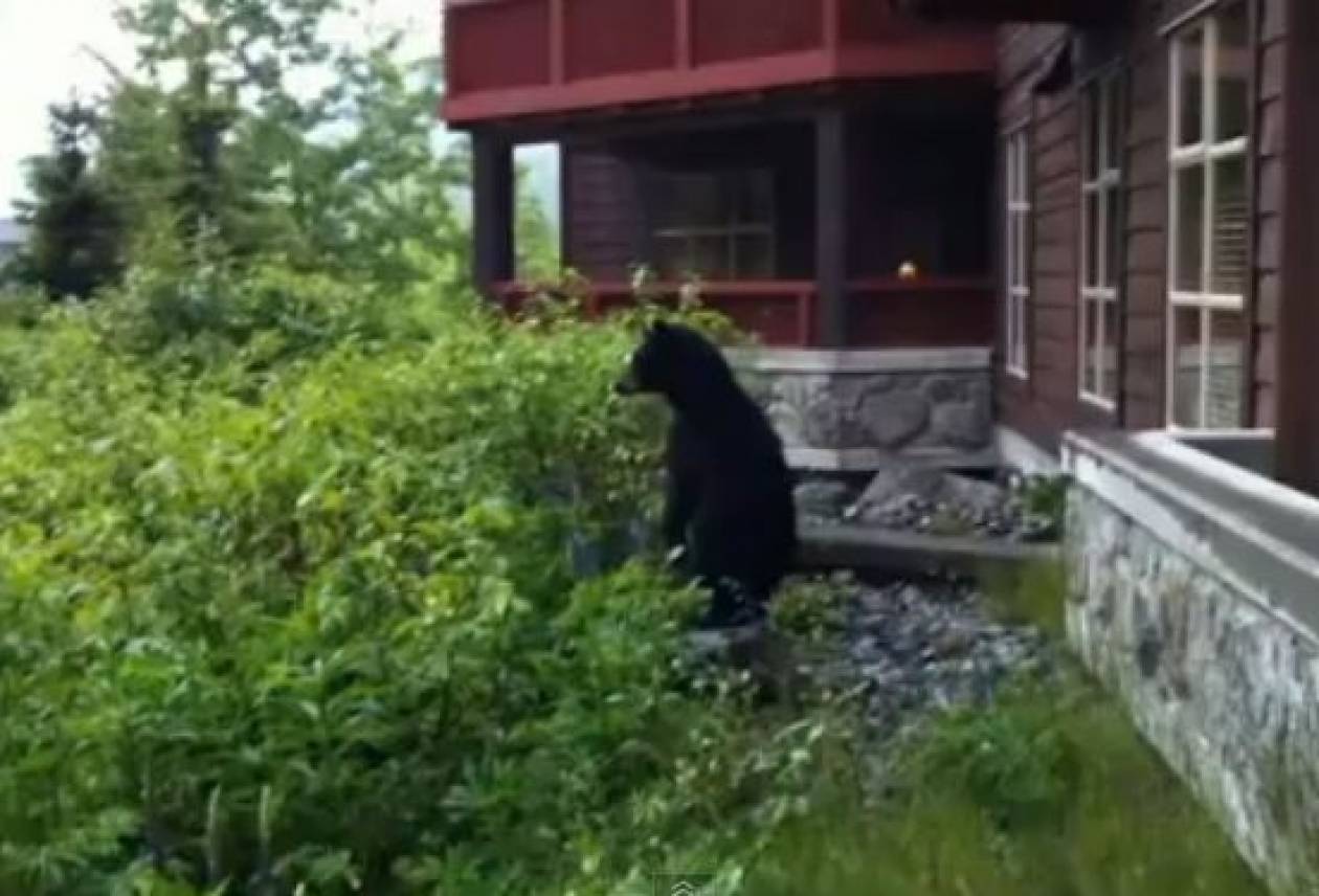 Βίντεο: Αρκούδα επισκέφτηκε σπίτι