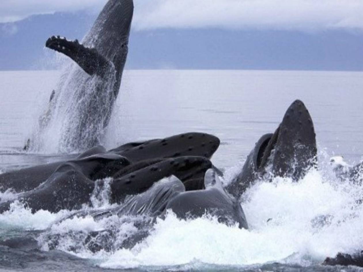 Εντυπωσιακές φωτογραφίες με φάλαινες την ώρα που κυνηγούν