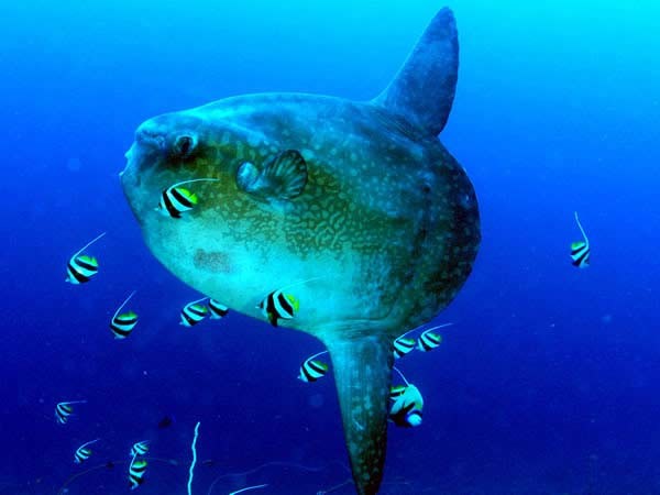 Το πιο βαρύ ψάρι στον κόσμο (Pics)