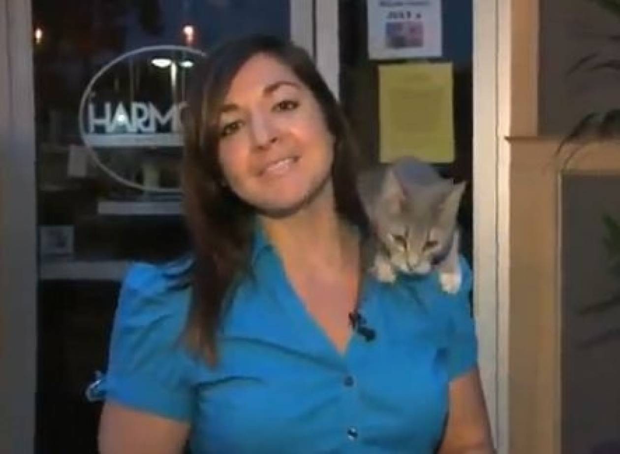 Βίντεο: Γάτα διακόπτει ρεπορτάζ