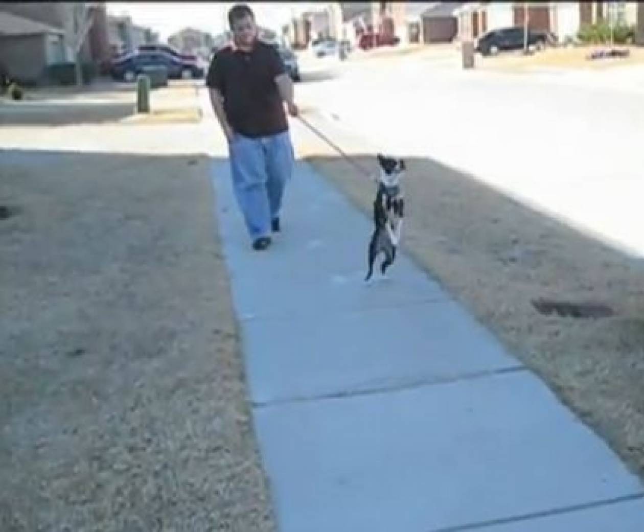 Βίντεο: Ο σκύλος που περπατά με τα δυο πόδια