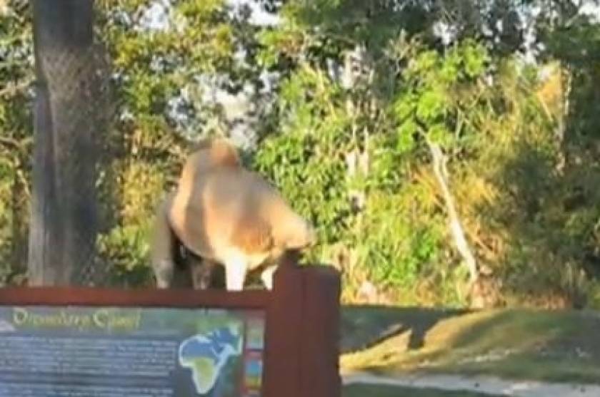 Βίντεο: Η καμήλα που δεν έχει κεφάλι