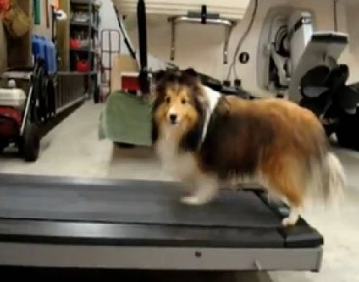 Βίντεο: Ο σκύλος που κάνει διάδρομο