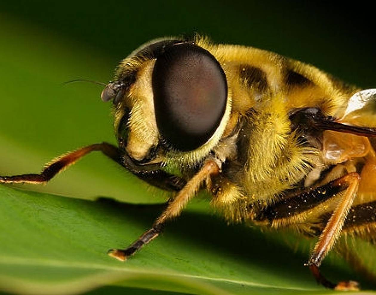 Σπάνιο έντομο ανακάλυψαν Τσέχοι επιστήμονες στην Πρέβεζα!