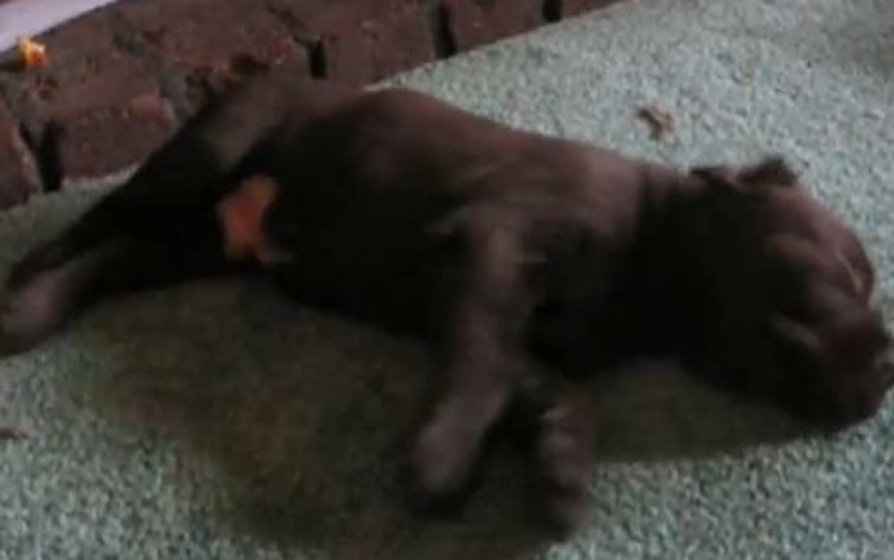 Βίντεο: Ο σκύλος κοιμάται κι ονειρεύεται