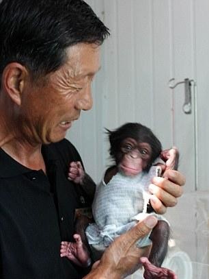 Μωρό χιμπατζής ποζάρει στο φακό! (pics)