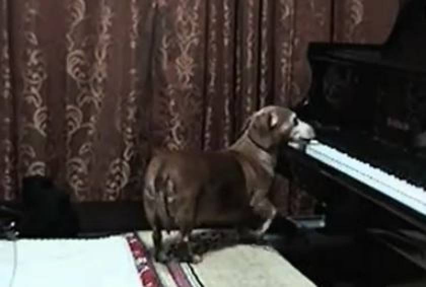 Βίντεο: Ο σκύλος που παίζει πιάνο και τραγουδάει