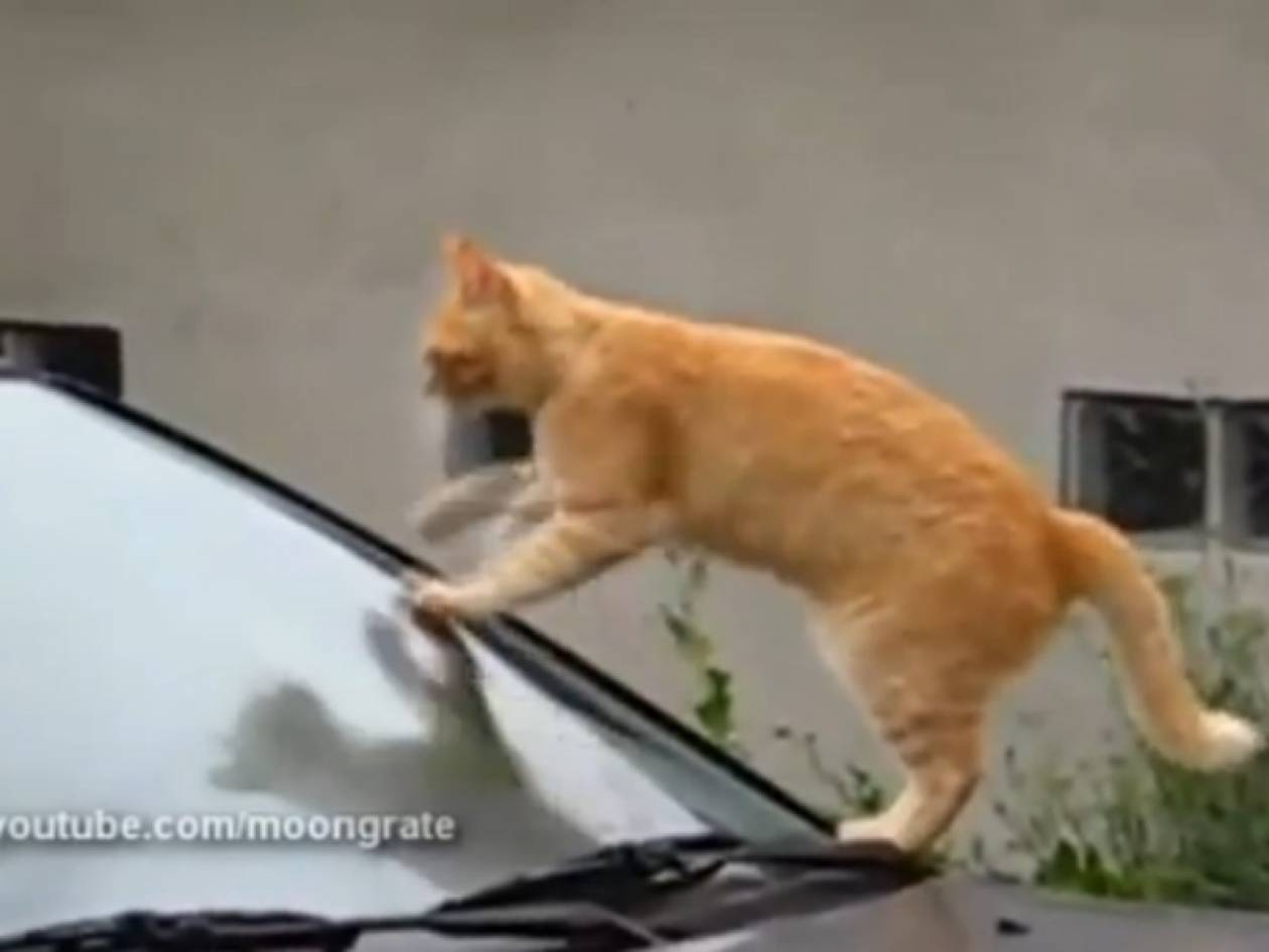 Βίντεο: Η γάτα - υαλοκαθαριστήρας!