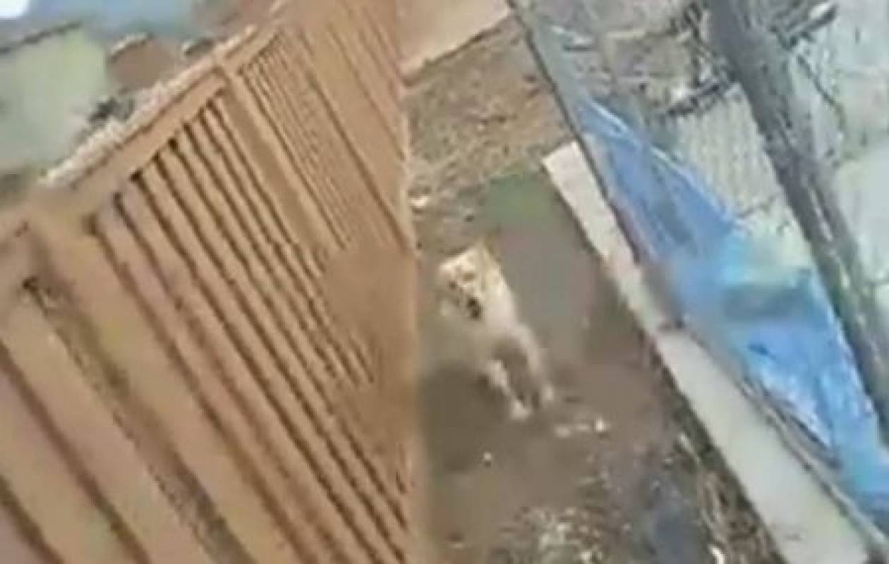 Βίντεο: Αψήφησε τον σκύλο για τη μπάλα