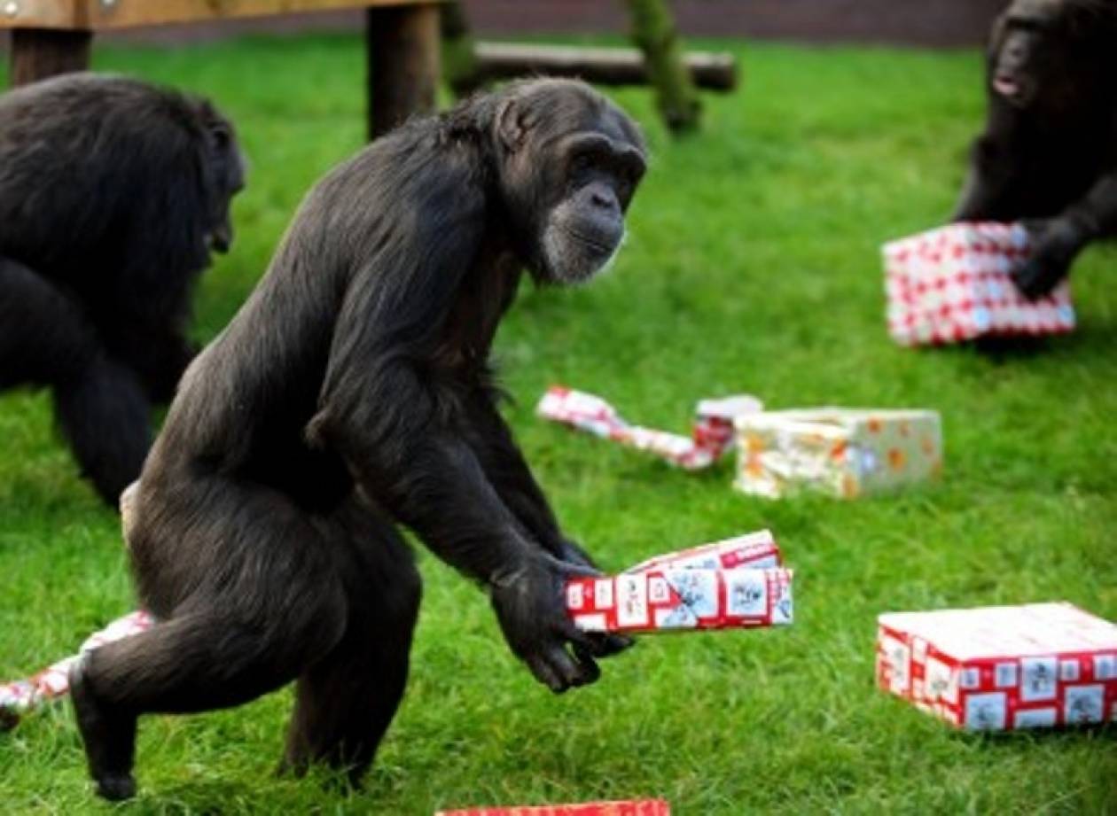 Χιμπατζήδες τραυμάτισαν κοριτσάκι σε ζωολογικό πάρκο