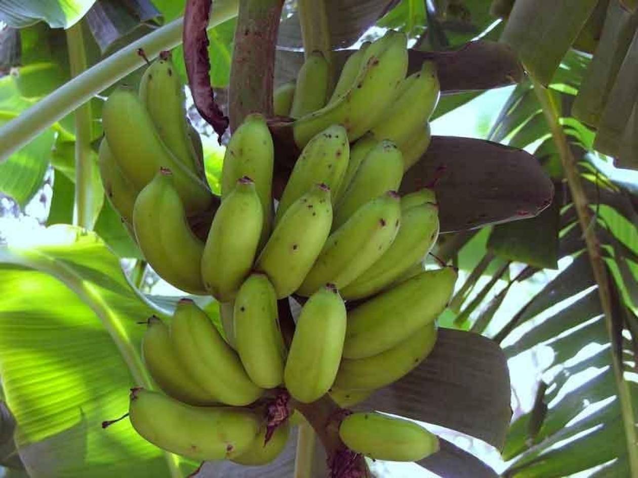 Αποκωδικοποιήθηκε το DΝΑ της μπανάνας