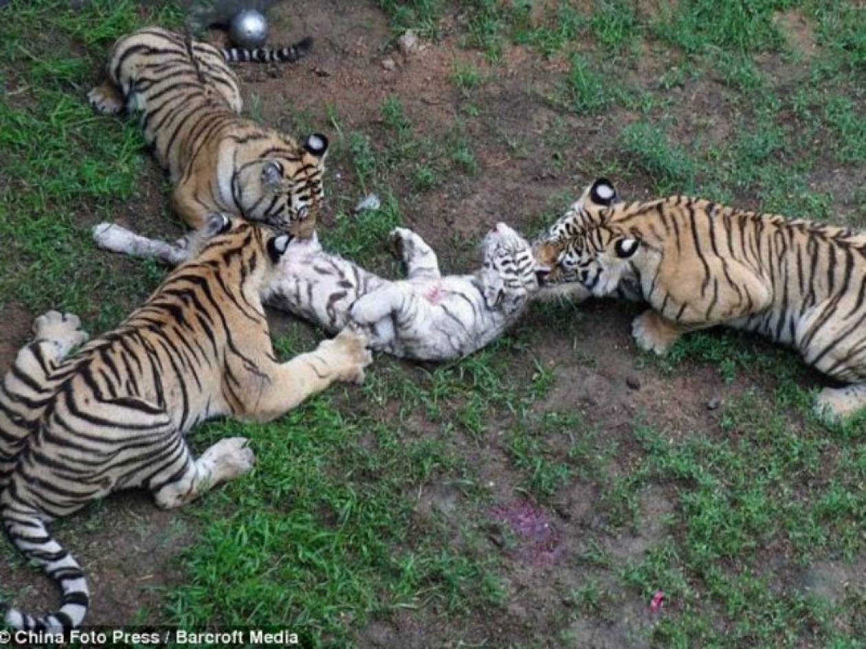 ΣΟΚ: Τίγρεις έφαγαν ζωντανό τιγράκι επειδή ήταν νηστικές (pics)