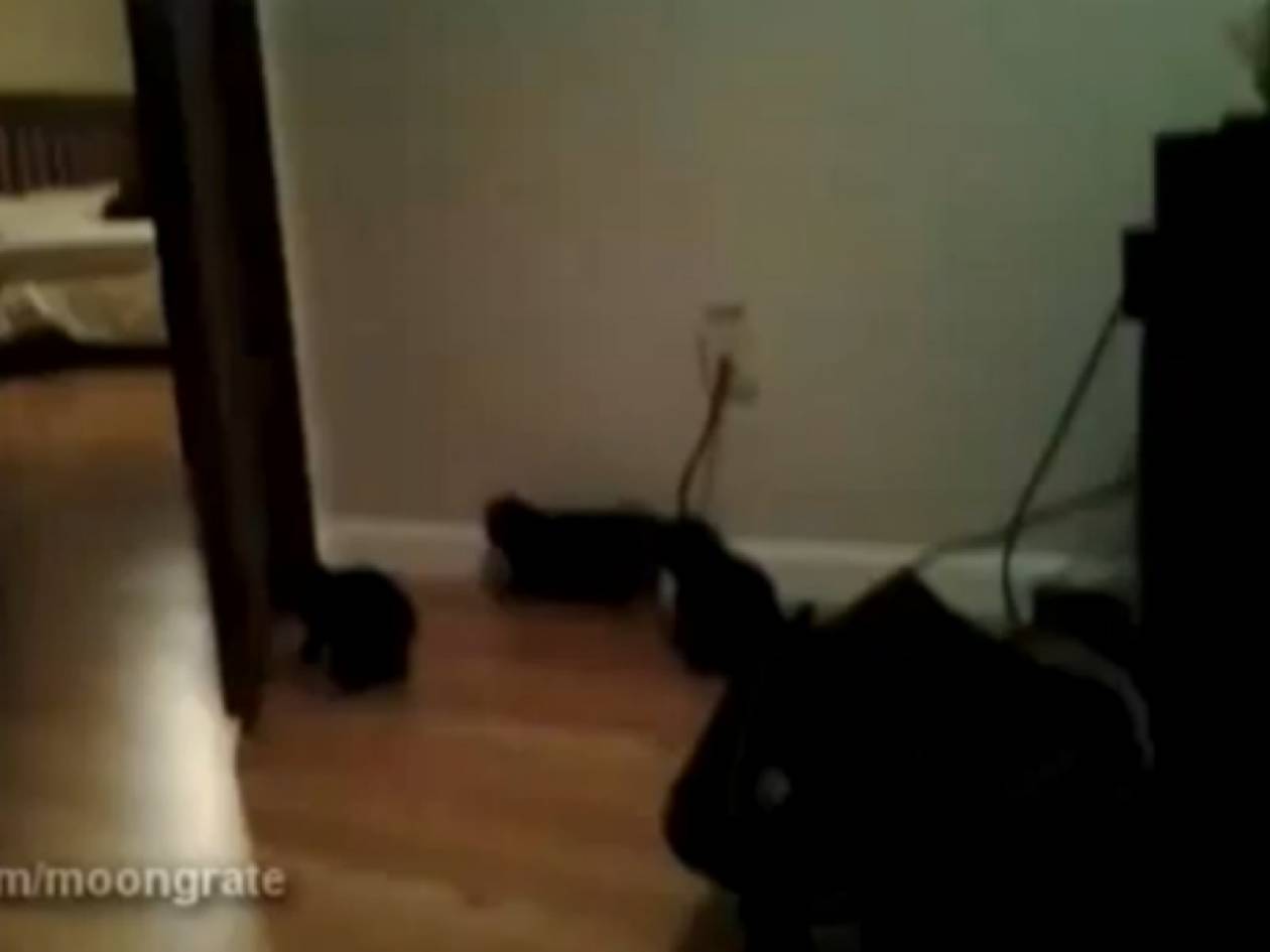 Βίντεο: Όταν λείπει η γάτα χορεύουν τα γατάκια!