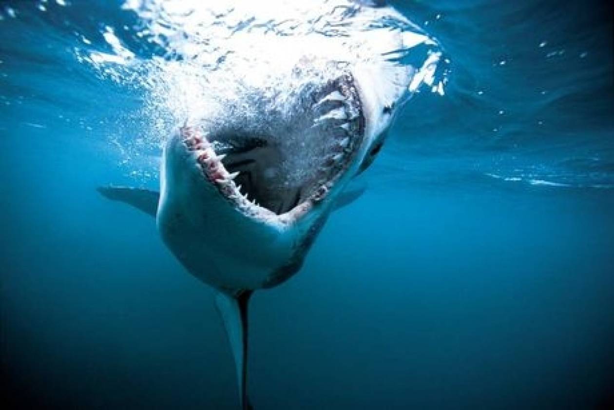 Αυστραλία: Λευκός καρχαρίας κατασπάραξε 20χρονο σέρφερ