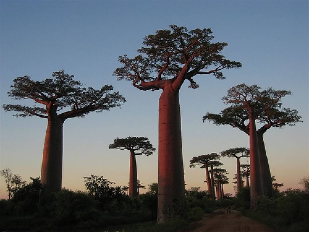 Πέντε απίθανα δέντρα του κόσμου (pics)