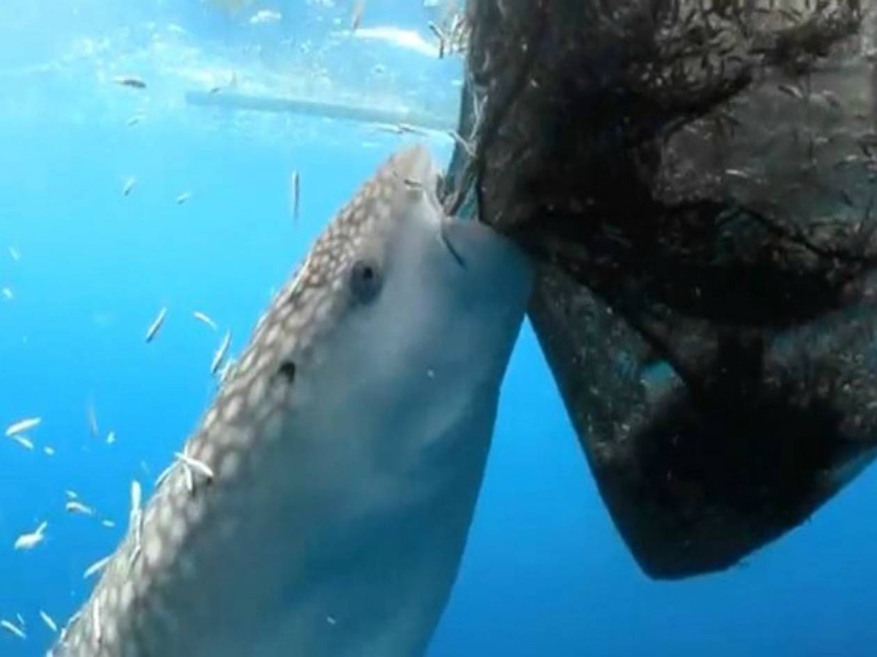 Βίντεο: Φάλαινα-καρχαρίας... κλέβει ψάρια από τα δίχτυα!
