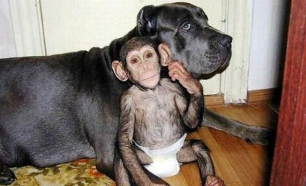 Σκύλος υιοθέτησε έναν ορφανό χιμπατζή 