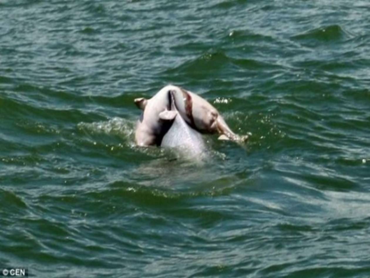 Συγκλονιστική εικόνα: Δελφίνι μεταφέρει το νεκρό μωρό του