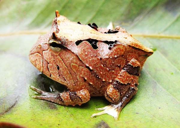 Ο βάτραχος «pacman» που επιτίθεται σε ανθρώπους! (pics)