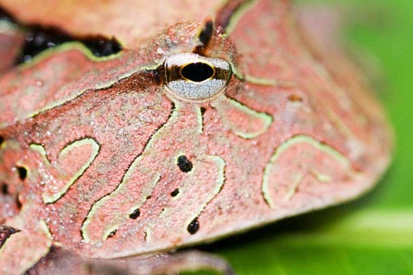 Ο βάτραχος «pacman» που επιτίθεται σε ανθρώπους! (pics)