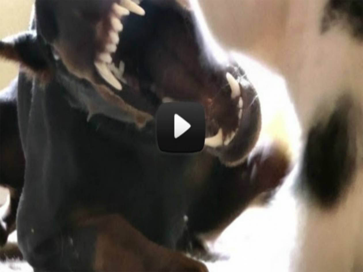Βίντεο: Γατάκι εναντίον ντόμπερμαν