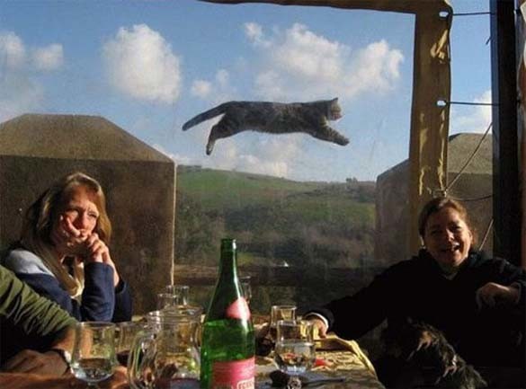 Απίθανες φωτογραφίες με γάτες που τραβήχθηκαν την κατάλληλη στιγμή