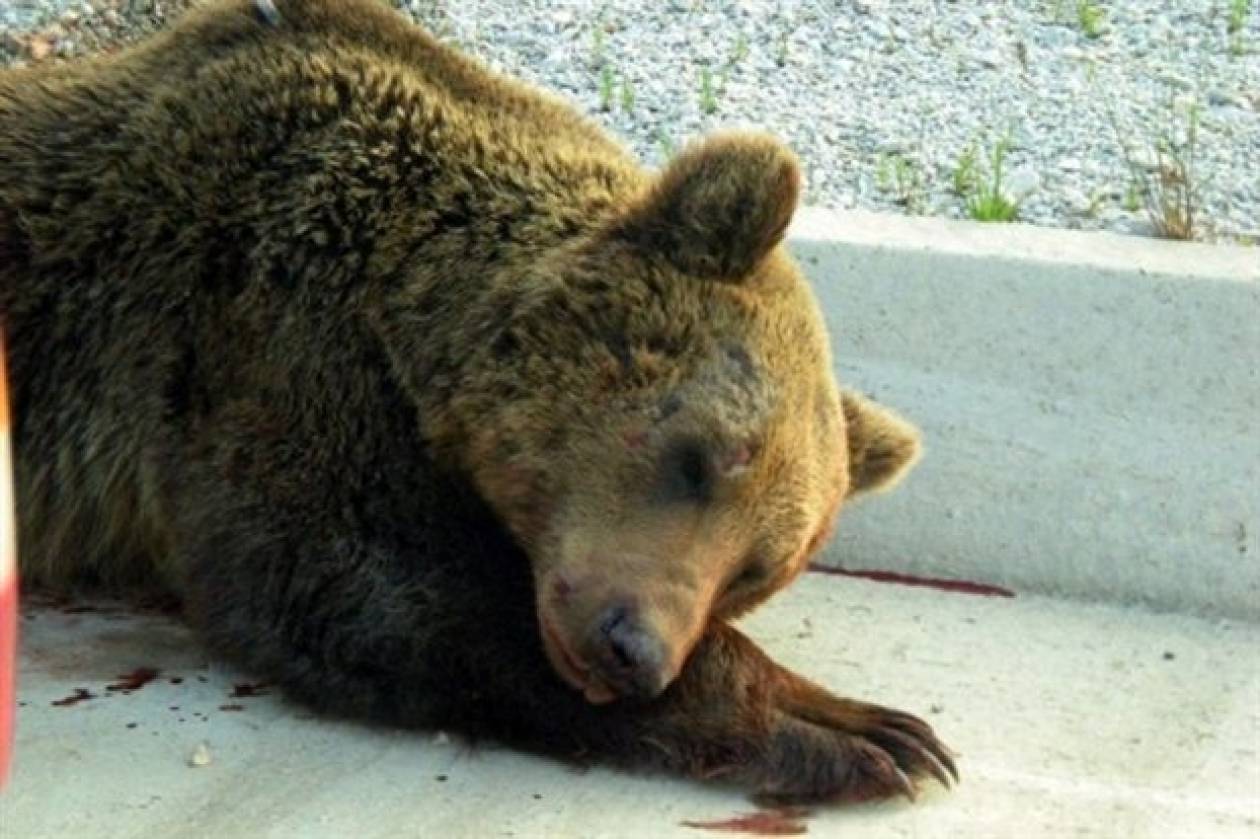 Νεκρή αρκούδα στη Φλώρινα