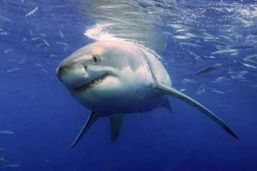 Οι καρχαρίες της Ελλάδας