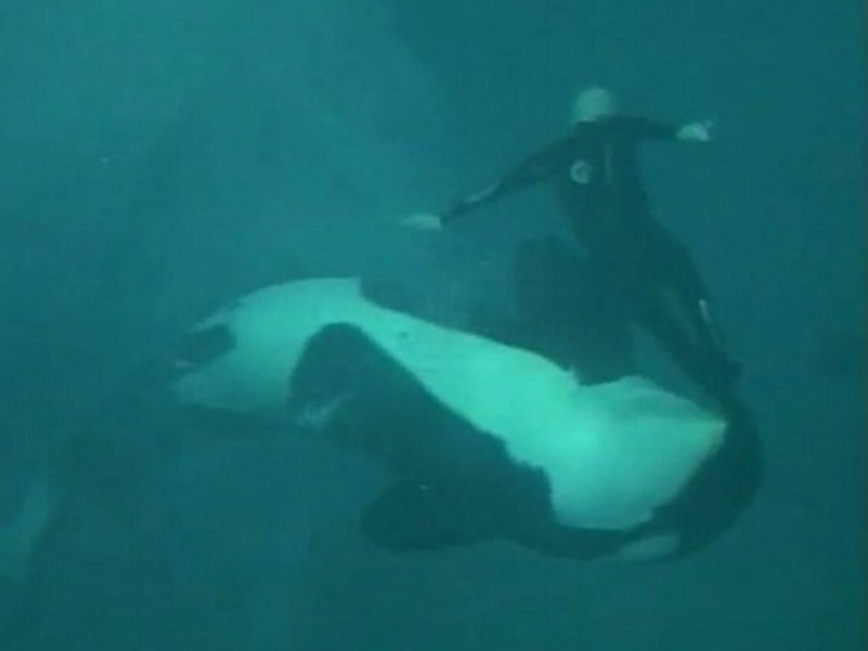 Σοκαριστικό βίντεο: Φάλαινα δαγκώνει και παγιδεύει τον εκπαιδευτή της