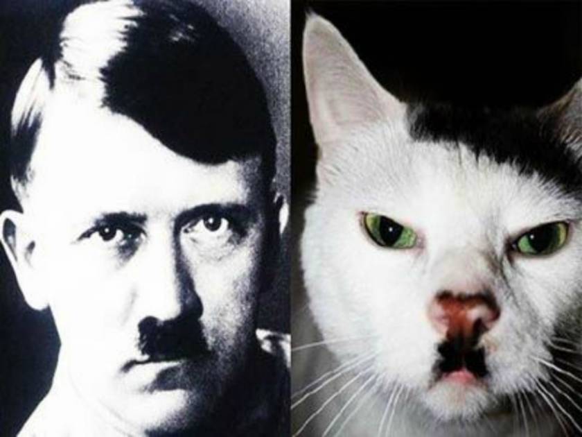 Γάτες που μοιάζουν με τον Χίτλερ