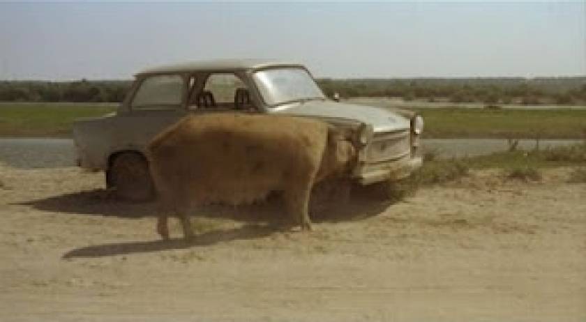 Δείτε ένα γουρούνι να... τρώει αυτοκίνητο
