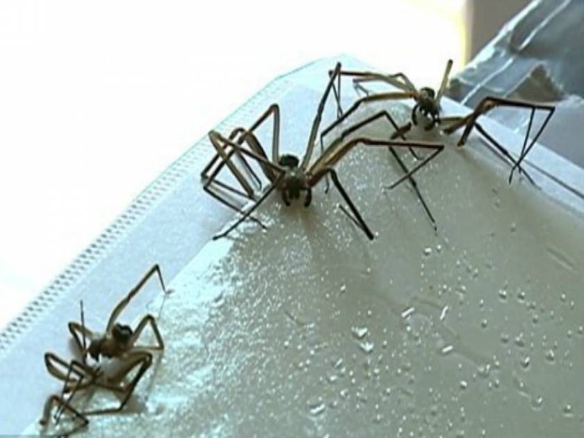 Σοκ: Δηλητηριώδεις αράχνες κατέλαβαν το διαμέρισμά του