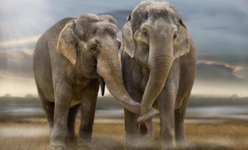 Δείτε πως οι τουρίστες αφανίζουν τους ελέφαντες (video)
