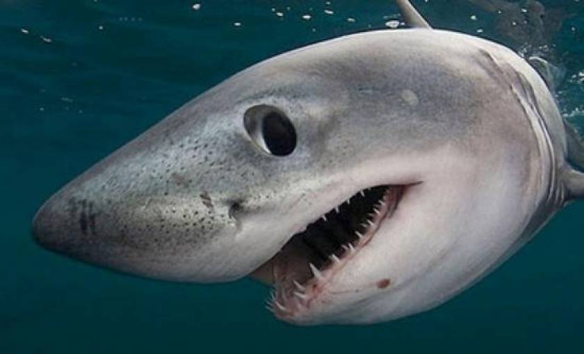 H επίθεση ενός λευκού καρχαρία σε slow motion (video)
