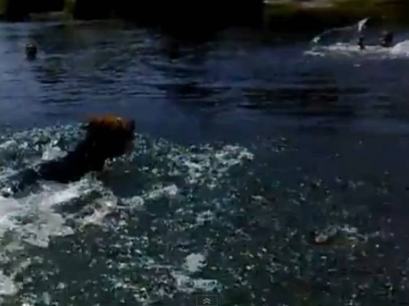 Εκπληκτικό βίντεο: Ναυαγοσώστης σκύλος...