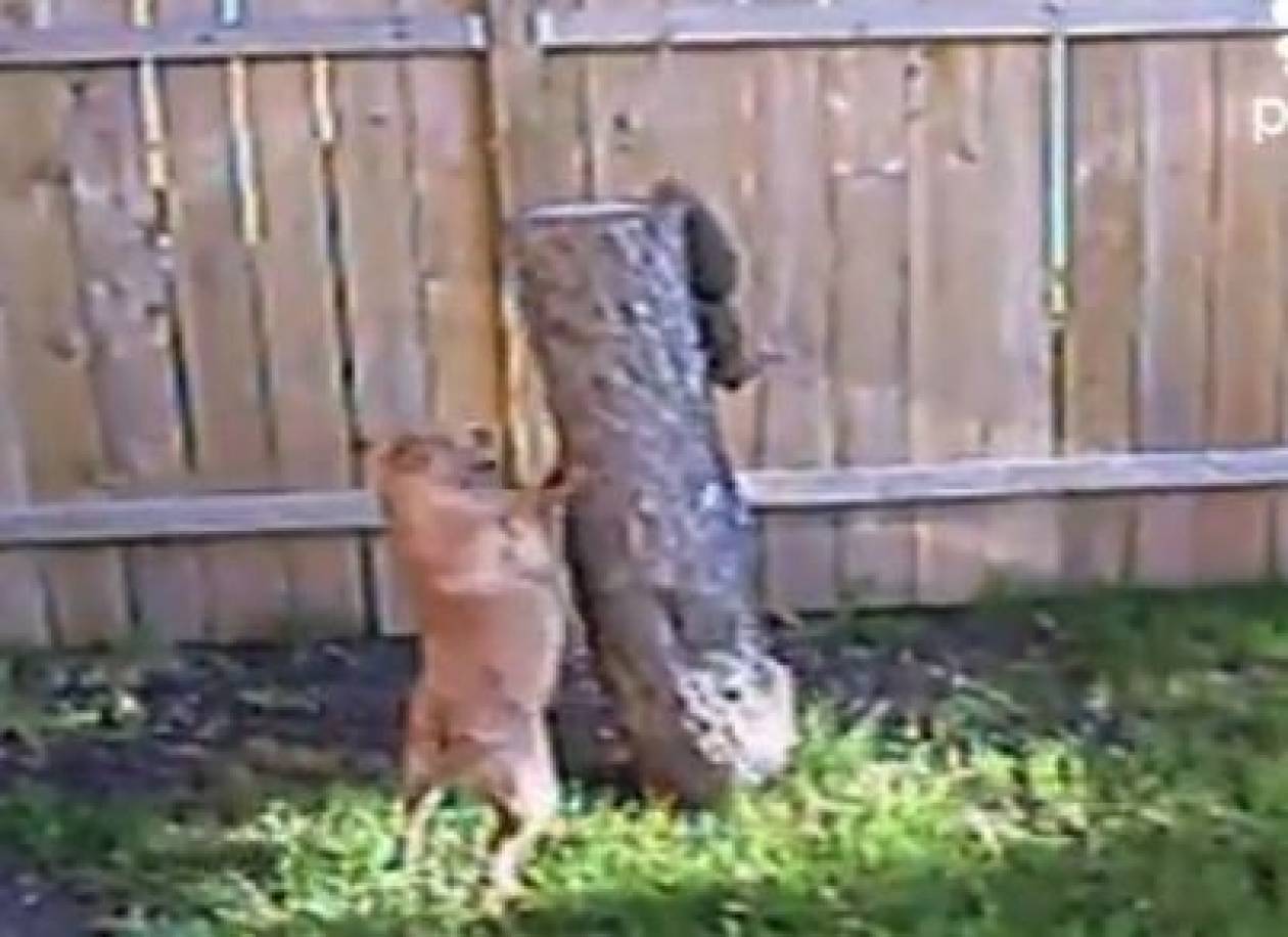 Bίντεο: O σκύλος και ο σκίουρος
